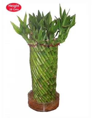 Fengshui Wheel Arrangment Lucky Bamboo